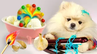 OMG! Chocolate, candy, sweet, eggs, 🍫   Cooking Show With IQ Paw