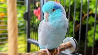 PARROT TV 📺🌴 BIRD SOUNDS OF PARROTLET 🌺 RELAXING NATURE 10 HOURS FORPUS 