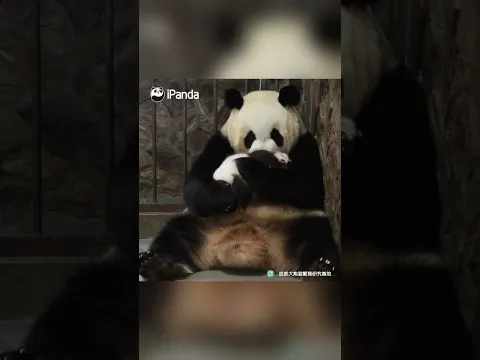 Clips Of Panda Baby And Mom In Every Step Of The Childhood | iPanda #shorts