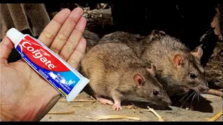 VAI SUMIR NO MESMO DIA RATO,BARATA E FORMIGA - DEPOIS DISSO NÃO GASTE MAIS 1 CENTAVO!!