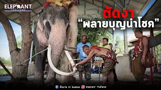 ตัดงาพลายบุญนำโชค 😂elephant