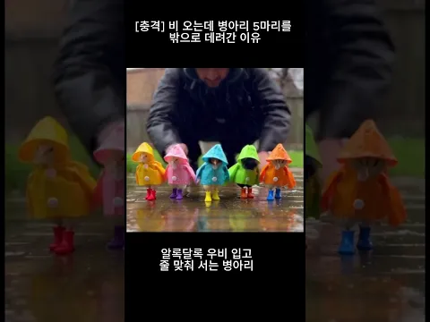 충격)비오는데 병아리 5마리를 밖으로 데려간 이유