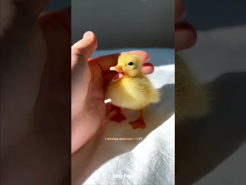 Rescue Baby Duck 😍