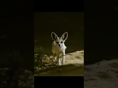 When GOD wants to give you another life, #snake #snakevideo #mouse #animals #save #life #attack