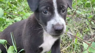 Baby dog wants to bite rooster for food. #puppy #cute #dog #funny #animals 