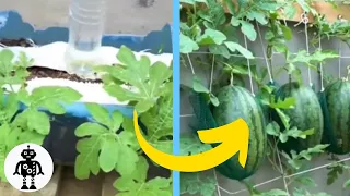 Le Jardin de Rêve Des Femmes ! Pastèques Suspendues !