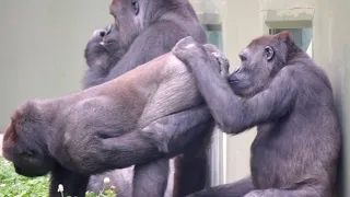 お尻の匂いが気になるゴリラ⭐️ シャバーニの可愛いくて面白い子どもたち♫［東山動物園］