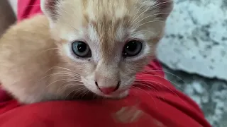 My cat has just given birth, what do I do now? Tips for pet owners!