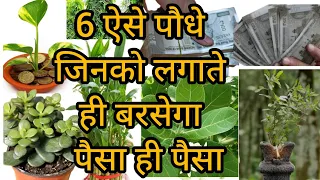 6 ऐसे पौधे जो धन को आकर्षित करते हैं। और घर को सुख और शांति प्रदान करते हैं।।।