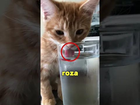 Así beben agua los gatos sin hacer ningún desastre 🐱