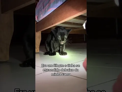 Esta Pantera Virou a Melhor Amiga do Meu Gato