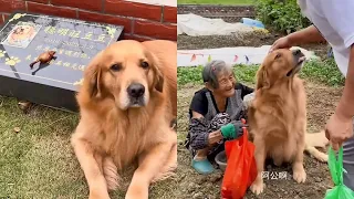 毛毛的行为把我看哭了，毛毛真的很懂事 ❤️#聪明旺豆豆