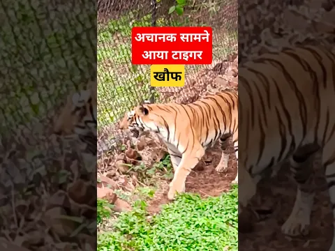 टाइगर के खौफ से बचना हुआ मुश्किल ,#shorts # Ytshorts @COMMANDOSOM750 @Ankitfouji533