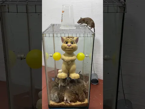 Great mouse trap idea from plastic cat/Mouse trap 2#rat #rattrap #mouse #mousetrap
