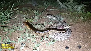 PRESA E PREDADOR, CENTOPEIA LACRAIA PREDANDO A COBRA CASCAVEL