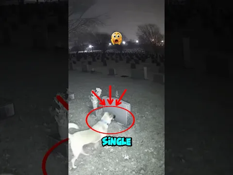 He Visits His Owner’s Grave Every Night… But Tonight Is Different 😳🫣😱