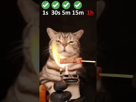 Cat vs Beef