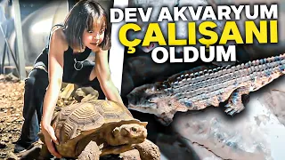 DEV TİMSAH BESLEDİM !!! / DEV AKVARYUM ÇALIŞANI OLDUM !