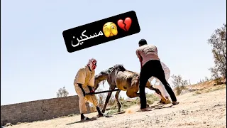 عادة الحياه لحصان شبه ميت خلال ١٨ يوم