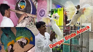 Most Dangerous Birds Attack / Surprising Big Birds Parrots Breeding Progress & Tips.