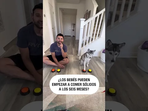 Sapphie la pomsky: verdadero o falso, trivia con papá ❌✅