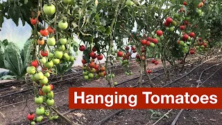 Hanging Tomatoes