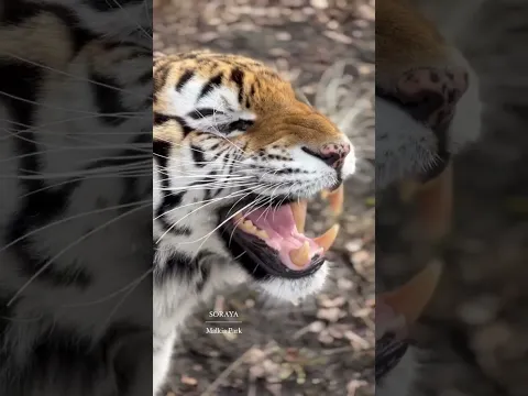 Keď sa tigrici niečo nepáči … 🐯                                      www.malkiapark.sk