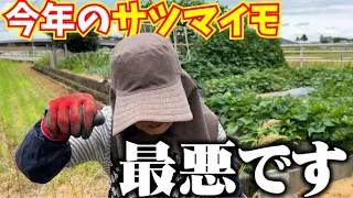 【ひろちゃんガックシ】なんということでしょう・・サツマイモが悲惨なことに・・