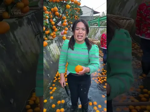 Awesome harvesting orange fruit so fresh and rural farming life #fruit #agriculture #orange