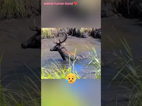 हिरन 🦌 highway पर cars के aage अपना सर क्यू hila रहा tha??😮🥹