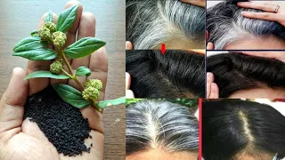 सही मायने में सफेद बालों को जड़ से काला करने की अचूक औषधि | white hair to black hair|safed baal kale