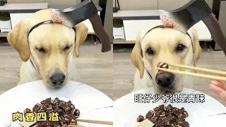 【旺仔很忙🐶】原來狗子也這麼有防備心～
