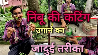 नीम्बू की कटिंग ग्रो करने का आज तक का सबसे जादुई तरीका, आपने आज तक नहीं देखा होगा / Citrus cutting