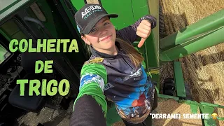 COLHEITA DE TRIGO!!!