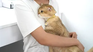 Life’s Never Boring With These CATS Around! 😹 Funny Cat Video 2025