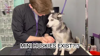 A BREED IVE NEVER SEEN BEFORE! (MINI HUSKY?!)