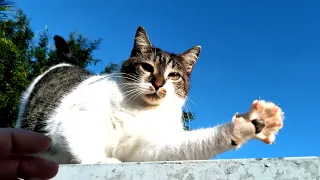 MAIS BICHINHOS MALUQUINHOS PRA VOCÊS