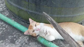 Cats are disturbed during sleep time 16:32