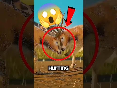 Nadie Sabe La Verdadera Razón Por La Que Los Venados Pierden Sus Cuernos 😳🦌