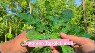 Manfaat dan khasiat tanaman tapak liman #tapakliman