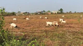 White Tapri Goat 5 Males| For New Home 