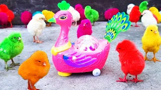 Pink PEACOCK Toy Vs HEN Baby Chicks Gallina Video!!