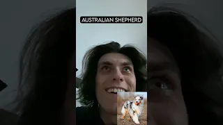 How Dog Breeds React to Robbers (With Pictures)