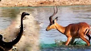 வேட்டையாடும் பாம்பு அதிர்ச்சியில் காட்டு விலங்குகள் மிரட்டும் WildDogs  animals wild life ragasiyam