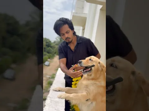 Happy festival to all my dears 😍🙏🏻 #goldenretreivers #puppies #dog