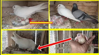 यह करने से ज्यादा अंडे बच्चे होंगे || aapane yah video nahi dekhe to kuchh bhi nahi dekhe ?#kabootar
