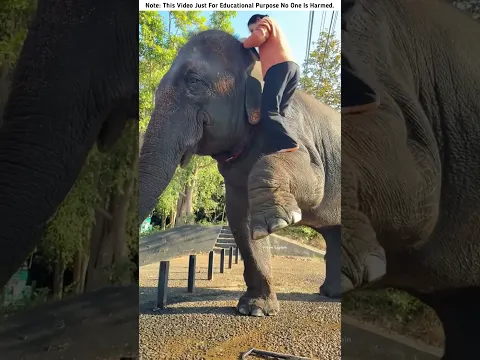 The girl rode on the elephant