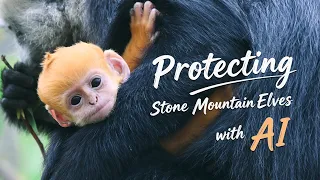 Protecting Stone Mountain Elves with AI