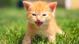 Cats And Kittens Meowing Compilation 2024 |NEW