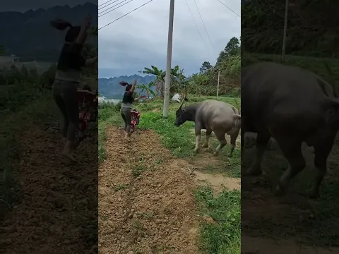 如果你不小心刷到我，请留下来翻翻我的作品吧，也许能治愈你烦躁的心情！ #记录真实生活 #农村生活 #我的乡村生活